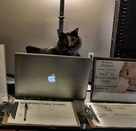 Image of our office cat, China, sitting behind a computer 