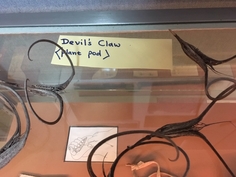 Image of Devil's claw plant pod 