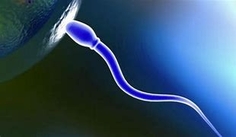 Image of a sperm connecting with the egg