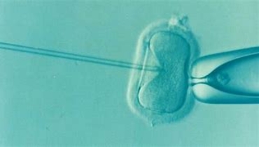 Image of artificial insemination 